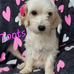 Captain/Toy Poodle Mix									Puppy/Male	/6 Weeks,Meet sweet lil Captain! Family raised well socialized with children and adults caring heart who will always be there comforting you with lots of love! We have 3 children so our fur-babies get lots of attention! Call Susan to schedule a visit im a at home mom so im pretty available! You would get along vet certificate, microchip numbers, health records, warranty that’s good for up to 1 year and a lil baggy food!! 