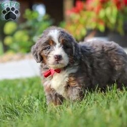 Lemonhead/Mini Bernedoodle									Puppy/Male	/6 Weeks,Hi, I’m Lemonhead, a very cute Mini Bernedoodle with an adorable face, a soft, fluffy coat, and a sweet personality that is sure to melt your heart! I’m a playful and affectionate little puppy who loves getting attention, exploring my surroundings, and spending time with the people around me. I enjoy playtime, cuddles, and being part of the fun, and I have a happy, loving personality that makes me such a joy to be around. I can’t wait to find my forever family and fill their home with lots of love, cuddles, and wonderful memories!