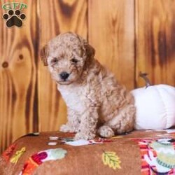 Cece/Mini Goldendoodle									Puppy/Female	/July 19th, 2026,Say hello to these adorable Mini Goldendoodle puppies! They are well socialized, friendly and oh so cute! They are vet checked and they are up to date with their shots and dewormer. You don’t want to miss out on these darlings! Call now!