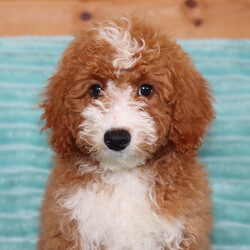 Adopt a dog:Robby/Goldendoodle/Female/,Hi, I'm Robby! I'm a 14-week-old male Goldendoodle. My dad is a Poodle and my mom is a Goldendoodle. I have a beautiful red coat, and I was born on June 2. I am ready now to plan my trip to my forever family. Not only am I cute, but I also have a great personality too. Before arriving home, I will be up to date on my vaccinations and be pre-spoiled.