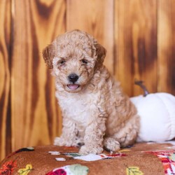 Cece/Mini Goldendoodle									Puppy/Female	/July 19th, 2026,Say hello to these adorable Mini Goldendoodle puppies! They are well socialized, friendly and oh so cute! They are vet checked and they are up to date with their shots and dewormer. You don’t want to miss out on these darlings! Call now!