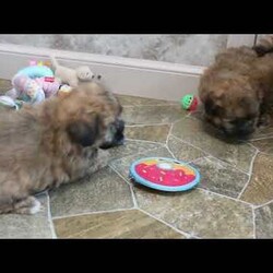 Victor/Shih Tzu Mix									Puppy/Male	/11 Weeks,Meet your new BFF, Victor! This fluffy Shih Tzu Mix puppy is vet checked & up to date on shots & wormer, plus comes with a health guarantee provided by the breeder! Victor is well socialized & currently being family raised with children!