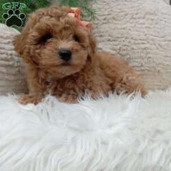 Willow/Bich-Poo									Puppy/Female	/8 Weeks,Meet Willow! An adorable Bichpoo puppy! She loves cuddles and all the attention!  She is up to date on vaccines, and deworming. And has had a clear vet check done.The momma to these babies is a beautiful Bichon weighing around 12 pounds. And the dad a beautiful Mini poodle weighing around 10 pounds. For more information call or text Mary Sue.  A $200 deposit will reserve her and is nonrefundable. 