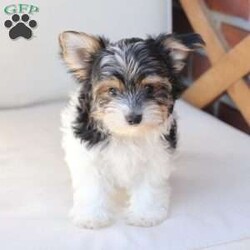 Cooper/Yorkie									Puppy/Male	/July 8th, 2026,Cooper is one of four in his litter, her approximate adult weight is 4 to 5 pounds.