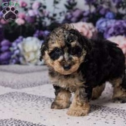 Regan/Miniature Poodle									Puppy/Male	/8 Weeks,Meet Regan, an adorable Mini Poodle puppy with a sweet personality and plenty of charm! Regan has been vet checked and is up to date on all her shots and vaccines. Her mom, Patches, weighs 12 lbs., and her dad, All Star, weighs 14 lbs. Regan is healthy, happy, and ready to find her loving new home!