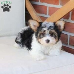 Charlie/Yorkie									Puppy/Male	/July 8th, 2026,Charlie is one of four and his litter, his approximate adult weight is 4 to 5 pounds. 