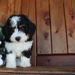 marshall/Mini Bernedoodle									Puppy/Male	/8 Weeks,Meet this darling with his beautiful wavy coat and sweet and playful personallity !!                                                                                                                                                                                                                                                                                       Well socialized and loved from my children he will be ready to join in whatever adventure you may have in store for him!