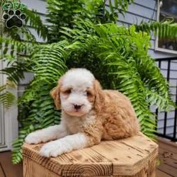 Hazel/Mini Bernedoodle									Puppy/Female	/August 5th, 2026,Meet our adorable bernedoodle puppy, Hazel! She is a sweetheart! Come meet Hazeĺ today and see that she may be the perfect fit for you! 