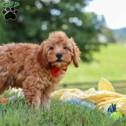 Nash/Cavapoo									Puppy/Male	/12 Weeks,Hi, my name is Nash! I am an adorable F1B Cavapoo puppy who was born on June 29, 2026. I am a sweet, happy little guy with a loving personality and a wonderful temperament. I have been well socialized and absolutely love being around people. Whether I’m getting attention, playing with my toys, exploring my surroundings, or simply relaxing with my favorite people, I’m happiest when I’m part of the action!