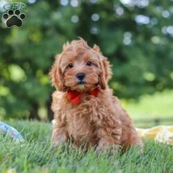 Nash/Cavapoo									Puppy/Male	/12 Weeks,Hi, my name is Nash! I am an adorable F1B Cavapoo puppy who was born on June 29, 2026. I am a sweet, happy little guy with a loving personality and a wonderful temperament. I have been well socialized and absolutely love being around people. Whether I’m getting attention, playing with my toys, exploring my surroundings, or simply relaxing with my favorite people, I’m happiest when I’m part of the action!