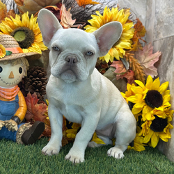 Adopt a dog:Kayla/French Bulldog/Female/,Hi, I'm Kayla! I'm a 20-week-old female French Bulldog with a beautiful cream coat, born on May 4. I am ready now to plan my trip to my forever family. Once I reach my adult size, I'm expected to weigh between 20–25 lbs. I'm AKC registered. I can't wait to be your best friend and cuddle buddy for life.