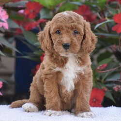 Annabelle – Mini F1BB/Mini Goldendoodle									Puppy/Female	/July 30th, 2026,Hello everyone we have an adorable litter of 5 Mini Goldendoodle puppies which are F1BB generation!! Mini Goldendoodles are a top quality breed and one of the number #1 family choice dog breeds! With there low shedding and hypoallergenic fur coat, fun playful ness and loving companionship your next furry friend is definitely one of these 5 sweet little ones. There mother is a F1B Mini Goldendoodle 25lb and there father is a Mini Poodle 18lb and has been Genetic tested CLEAR!! Each puppy in this litter goes home with a 1 year genetic health guarantee, custom info packet, vet records, shots & dewormer and family socialization started and so much more! Dont wait call now to reserve or schedule a in person visit! Thank you!