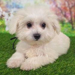 Jase/Maltese/Female/