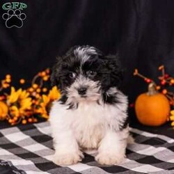 Tobby/Teddy Bear									Puppy/Male	/10 Weeks,Meet Tobby, a handsome black Shichon boy with a lovable, affectionate personality! Tobby absolutely loves attention and enjoys being close to his people. Whether he’s getting cuddles, following you around, or simply soaking up some extra love, Tobby is happiest when he’s by your side.