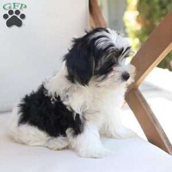 Maverick/Yorkie									Puppy/Male	/July 9th, 2026,Maverick  is one of five in his litter, his approximate adult weight is 4 to 5 pounds