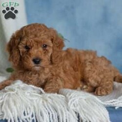 Jovial/Miniature Poodle									Puppy/Male	/6 Weeks,These sweet little puppies are looking for their forever homes! Who couldn’t use a little extra love from a furry friend? Puppy cuddles, puppy kisses, and playful little antics could be in your future!