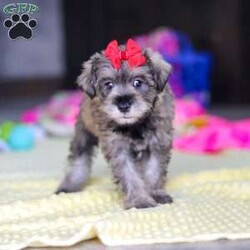 Josie/Miniature Schnauzer									Puppy/Female	/9 Weeks,Hi, my name is Josie! I’m a very cute AKC Schnauzer puppy with an adorable face, a beautiful coat, and a sweet personality that is sure to make you smile. I’m playful, affectionate, and curious, and I love spending my days exploring, playing with toys, and getting lots of attention. I have a happy and gentle nature and enjoy being around people. I also love cuddles and making new friends, and I’m excited to find my forever family where I can bring lots of love, fun, and happiness!