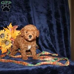 Cassie/Mini Goldendoodle									Puppy/Female	/7 Weeks,Meet this adorable Micro Mini Goldendoodle puppy who will stay very small! With parents weighting only 13 and 15lbs this cutie will stay small and look like a puppy forever! This puppy comes up to date on shots and dewormer and vet checked. Are you concerned about purchasing a healthy puppy? The mother is health tested and clear for Goldendoodle health issues! To learn how you can make this puppy your own contact us today!