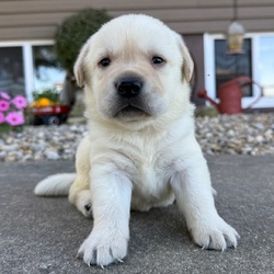 Thor/Labrador Retriever/Female/