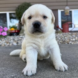 Adopt a dog:Thor/Labrador Retriever/Female/,Hi, I'm Thor! I'm a 4-week-old male Labrador Retriever with a beautiful english cream coat, born on September 11. I'll be ready to go home to my forever family after November 6, once I'm grown enough to leave my litter. When I reach my adult size, I should weigh between 60–95 lbs. I'm ACA registered. We'll be a family, and I'll be your friend for life.