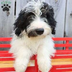 Ralph/Bernedoodle									Puppy/Male	/May 22nd, 2026,Male Mini Bernedoodle puppy that is family raised and well socialized.  Both parnets are genetic health tested.   