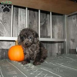 Bubbles/Miniature Poodle									Puppy/Male	/9 Weeks,Here comes a beautiful blue merle Miniature Poodle puppy with lots of soft curls and sweet puppy kisses! This charming puppy comes up to date on shots and dewormer and is vet checked! The mom and dad are health tested and we offer an extended health guarantee as well! To learn more about what makes this puppy special contact us today! 
