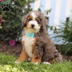 Adrian/Mini Bernedoodle									Puppy/Male	/10 Weeks,Hi, I’m Adrian! I’m a very cute Mini Bernedoodle puppy with an adorable face, a soft, fluffy coat, and a sweet personality that is sure to make you smile. I’m playful, affectionate, and love getting attention, exploring my surroundings, and spending time with the people around me. I enjoy playtime, cuddles, and being part of the fun, and I can’t wait to bring lots of love, happiness, and puppy kisses to my forever family!