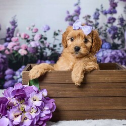 Layla/Cavapoo									Puppy/Female	/10 Weeks,Meet Layla, an adorable Cavapoo puppy with a sweet personality and lovable nature! She has been vet-checked and is up to date on all her shots and vaccines. Layla is happy, healthy, and ready to find her forever home. She can’t wait to meet her new family!
