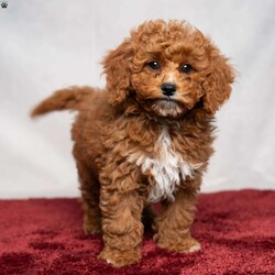 Allen/Cavapoo									Puppy/Male	/11 Weeks,Allen is a curly-haired Cavapoo boy with lots of white on his chest! He is ready to join you as you relax around the campfire, give you puppy kisses, or join you on a long walk!