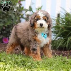 Adrian/Mini Bernedoodle									Puppy/Male	/10 Weeks,Hi, I’m Adrian! I’m a very cute Mini Bernedoodle puppy with an adorable face, a soft, fluffy coat, and a sweet personality that is sure to make you smile. I’m playful, affectionate, and love getting attention, exploring my surroundings, and spending time with the people around me. I enjoy playtime, cuddles, and being part of the fun, and I can’t wait to bring lots of love, happiness, and puppy kisses to my forever family!
