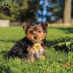 Atlas/Yorkie									Puppy/Male	/12 Weeks,Atlas is an adorable AKC Yorkshire Terrier puppy with a sweet expression, a beautiful soft coat, and a loving personality that is sure to steal your heart. He is playful, affectionate, and enjoys attention, exploring his surroundings, and spending time with the people around him. His gentle, happy nature makes him a wonderful companion, and he is sure to bring plenty of love, joy, and companionship to his forever family.