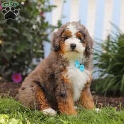 Adrian/Mini Bernedoodle									Puppy/Male	/10 Weeks,Hi, I’m Adrian! I’m a very cute Mini Bernedoodle puppy with an adorable face, a soft, fluffy coat, and a sweet personality that is sure to make you smile. I’m playful, affectionate, and love getting attention, exploring my surroundings, and spending time with the people around me. I enjoy playtime, cuddles, and being part of the fun, and I can’t wait to bring lots of love, happiness, and puppy kisses to my forever family!