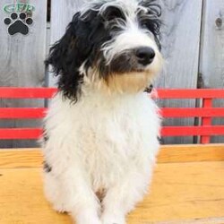 Ralph/Bernedoodle									Puppy/Male	/May 22nd, 2026,Male Mini Bernedoodle puppy that is family raised and well socialized.  Both parnets are genetic health tested.   