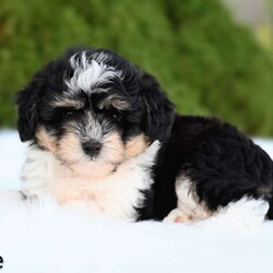Ollie/Mini Aussiedoodle									Puppy/Male	/10 Weeks,Hi I’m looking for my furever home! I am family raised, super cute and love to play! I am up-to-date on my vaccines and dewormer And have a clear vet check! 