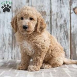 Trenton/Mini Labradoodle									Puppy/Male	/9 Weeks,Meet Trenton! He will be a great addition to your life! He is looking for a loving family to be a part of and will bring joy to you each day! Family raised, up to date on shots and dewormer, and comes with a 1 year genetic health guarantee. He’s socialized with our children, who help care for the puppies!! He comes with a small bag of food, blanket, toy and a collar. Give us a call today! We’re open Monday-Saturday 8-8 and closed on Sundays. Sunday messages will be returned on Monday. Country Echo Pets,  Raymond Lapp Sunbury Pa 17801 Pa License #17927