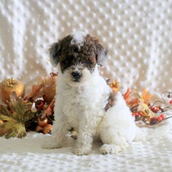Kiah/Toy Poodle									Puppy/Female	/9 Weeks,Meet your new BFF, Kiah! This playful Toy Poodle puppy is vet checked & up to date on shots & wormer. She is registered with the AKC, plus comes with a health guarantee provided by the breeder! Kiah is well socialized & currently being family raised with children!