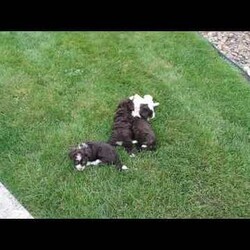 Marcie/Mini Aussiedoodle									Puppy/Female	/8 Weeks,Are you looking for a very small chocolate Aussiedoodle puppy? When Aussiedoodles range in size from tiny and adorable to huge and hyper we want you to know these puppies will be little and managable for their entire life! With a Toy Australian Shepherd as the mother and a Miniature Poodle father these cuties are just what you are looking for in a little Aussiedoodle! Each puppy comes up to date on shots and dewormer and is vet checked. Raised in our home with the mom as our beloved pet each puppy receives love and attention in our home until they join yours! Call us today to learn more! 