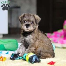 Josie/Miniature Schnauzer									Puppy/Female	/9 Weeks,Hi, my name is Josie! I’m a very cute AKC Schnauzer puppy with an adorable face, a beautiful coat, and a sweet personality that is sure to make you smile. I’m playful, affectionate, and curious, and I love spending my days exploring, playing with toys, and getting lots of attention. I have a happy and gentle nature and enjoy being around people. I also love cuddles and making new friends, and I’m excited to find my forever family where I can bring lots of love, fun, and happiness!