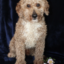 Cassie/Mini Goldendoodle									Puppy/Female	/7 Weeks,Meet this adorable Micro Mini Goldendoodle puppy who will stay very small! With parents weighting only 13 and 15lbs this cutie will stay small and look like a puppy forever! This puppy comes up to date on shots and dewormer and vet checked. Are you concerned about purchasing a healthy puppy? The mother is health tested and clear for Goldendoodle health issues! To learn how you can make this puppy your own contact us today!