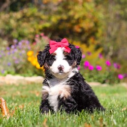 Bena/Mini Bernedoodle									Puppy/Female	/6 Weeks,Hi, I’m Bena! I’m a precious Miniature F1 Bernedoodle with an adorable face, a soft, fluffy coat, and a sweet, loving personality. I’m playful, affectionate, and curious, and I love spending my days exploring, playing with toys, and soaking up lots of attention. I have a gentle, happy nature and enjoy being around people. With my charming personality and irresistible good looks, I’m sure to bring plenty of love, fun, and happiness to my forever family!