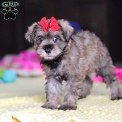 Josie/Miniature Schnauzer									Puppy/Female	/9 Weeks,Hi, my name is Josie! I’m a very cute AKC Schnauzer puppy with an adorable face, a beautiful coat, and a sweet personality that is sure to make you smile. I’m playful, affectionate, and curious, and I love spending my days exploring, playing with toys, and getting lots of attention. I have a happy and gentle nature and enjoy being around people. I also love cuddles and making new friends, and I’m excited to find my forever family where I can bring lots of love, fun, and happiness!