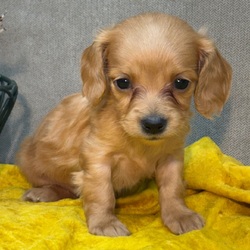 Adopt a dog:Queen Jenny/Dachshund/Female/,Hi, I'm Queen Jenny! I'm a 6-week-old female Dachshund with a beautiful red coat, born on September 6. I'll be ready to go home to my forever family after November 1, once I'm grown enough to leave my litter. I'm AKC registered. I will fill your home with warmth and puppy love.