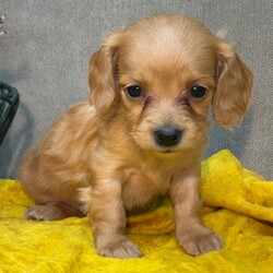 Adopt a dog:Queen Jenny/Dachshund/Female/,Hi, I'm Queen Jenny! I'm a 6-week-old female Dachshund with a beautiful red coat, born on September 6. I'll be ready to go home to my forever family after November 1, once I'm grown enough to leave my litter. I'm AKC registered. I will fill your home with warmth and puppy love.