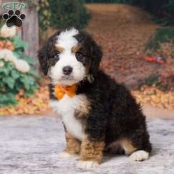 Keanu/Mini Bernedoodle									Puppy/Male	/7 Weeks,Keanu is an absolute heart‑melter — the kind of mini Bernedoodle who makes you smile the moment you meet him. He’s the perfect blend of teddy‑bear softness and bright, eager personality. His coat is plush and wavy, his eyes warm and expressive, and he carries himself with that gentle confidence Bernedoodles are known for.