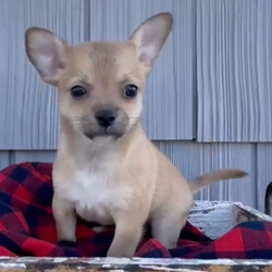Adopt a dog:Bear/Chihuahua/Female/,Hi, I'm Bear! I'm a 6-week-old male Chihuahua with a beautiful fawn coat, born on September 8. I'll be ready to go home to my forever family after November 17, once I'm grown enough to leave my litter. When I reach my adult size, I should weigh between 8–9 lbs. I'm AKC registered. Not only am I cute, but I also have a great personality too. Before arriving home, I will be up to date on my vaccinations and be pre-spoiled.