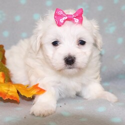 Adopt a dog:Gladys/Maltese/Female/,Hi, I'm Gladys! I'm a 7-week-old female Maltese with a beautiful white coat, born on September 4. I'll be ready to go home to my forever family after October 31, once I'm grown enough to leave my litter. When I reach my adult size, I should weigh between 6–8 lbs. I'm ACA registered. I can't wait to bring my wagging tail and loving heart to your home.