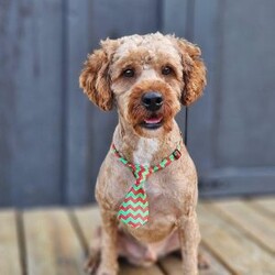 Charlie/Mini Goldendoodle									Puppy/Male	/August 20th, 2026,Charlie is a beautiful f1b goldendoodle who has been family raised, grown up around cats and other dogs. Charlie loves to play with kids and running around outside chasing his tail and our kittens. 