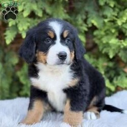 Zoey/Bernese Mountain Dog									Puppy/Female	/7 Weeks,Meet Zoey, She’s such a fluffy,sweet cuddle bug:) Has an amazing temperament!  loves to play with the kids so is very playful and kid friendly,but then also has a chill/cuddly side making her. The best of both worlds;) She really will make a great addition to any family…