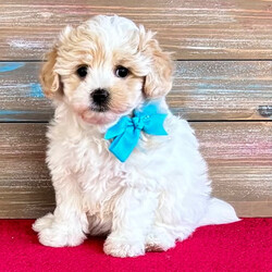 Adopt a dog:Kelsey/Maltipoo/Female/,Hi, I'm Kelsey! I'm a 7-week-old female Maltipoo. My dad is a Maltese and my mom is a Poodle. I have a beautiful apricot & white coat, and I was born on September 4. I'll be ready to go home to my forever family after October 30, once I'm grown enough to leave my litter. When I reach my adult size, I should weigh between 3–7 lbs. I can't wait to bring my wagging tail and loving heart to your home.