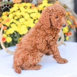 Big Boy/Miniature Poodle									Puppy/Male	/11 Weeks,Meet our happy and Docile Miniature Poodles! These puppies are always so happy and just absolutely love snuggles and pets! 